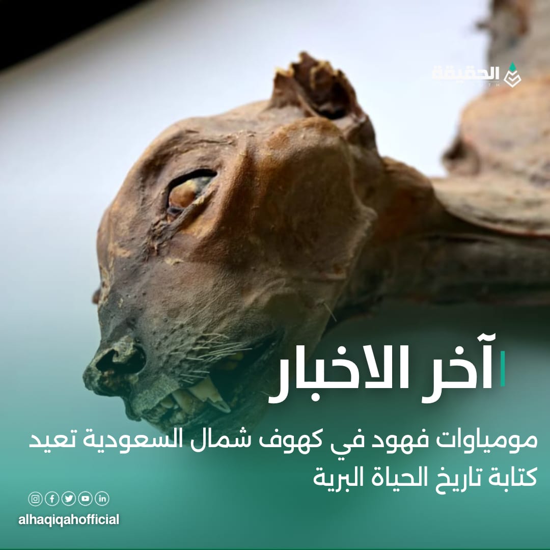 مومياوات فهود في كهوف شمال السعودية تعيد كتابة تاريخ الحياة البرية