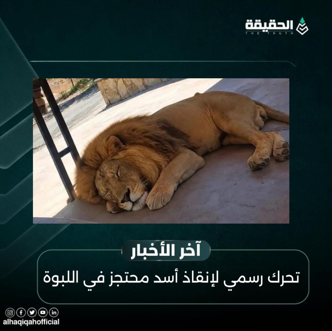 تحرك رسمي لإنقاذ أسد محتجز في اللبوة